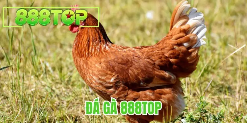 Đá Gà 888TOP | Thiên Đường Cá Cược Có Một Không Hai