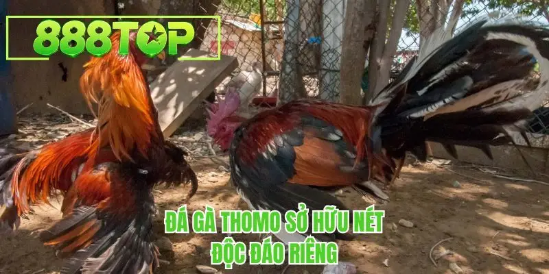 Đá gà thomo sở hữu nét độc đáo riêng