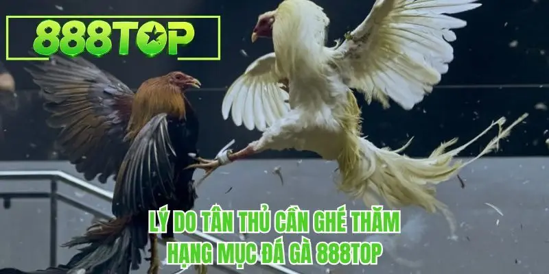 Lý do tân thủ cần ghé thăm hạng mục đá gà 888TOP