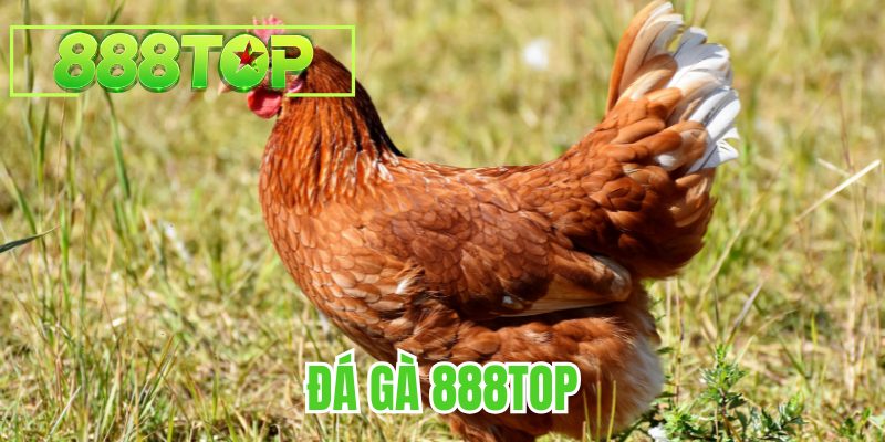 Đá gà 888TOP
