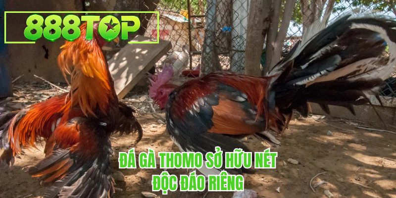 Đá gà thomo sở hữu nét độc đáo riêng